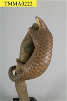 臺灣鯪鯉藏品圖，第9張
